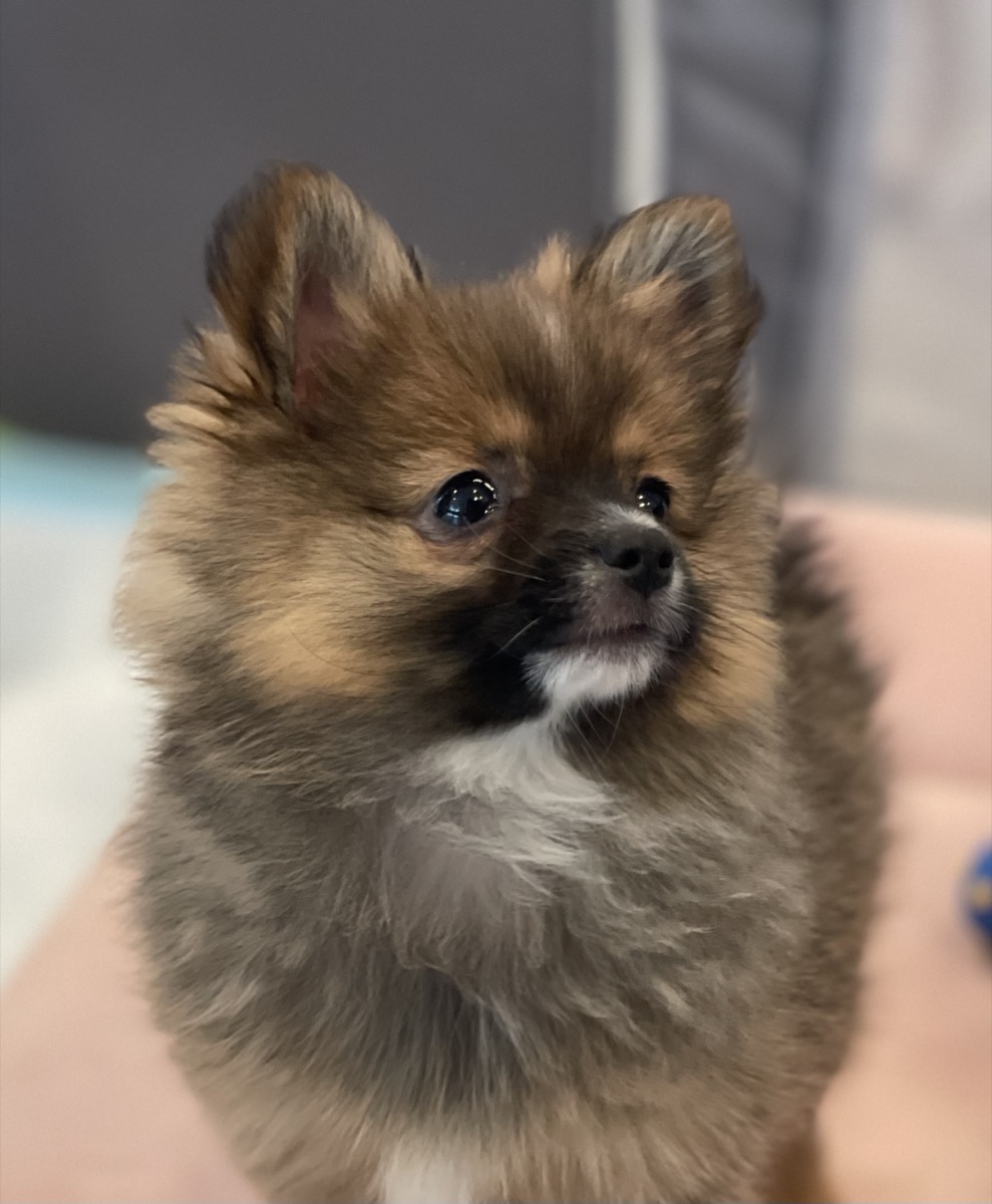 Pomeranian puppy looking up with beautiful fluffy coat